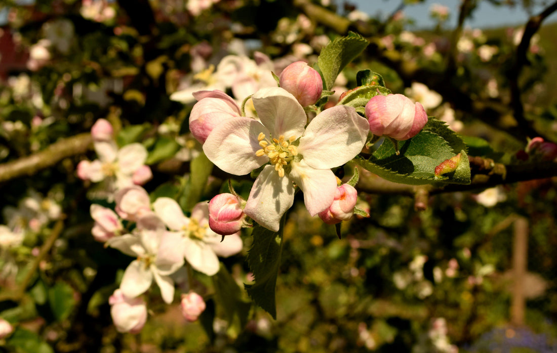 Astrology in Flowers: Sagittarius